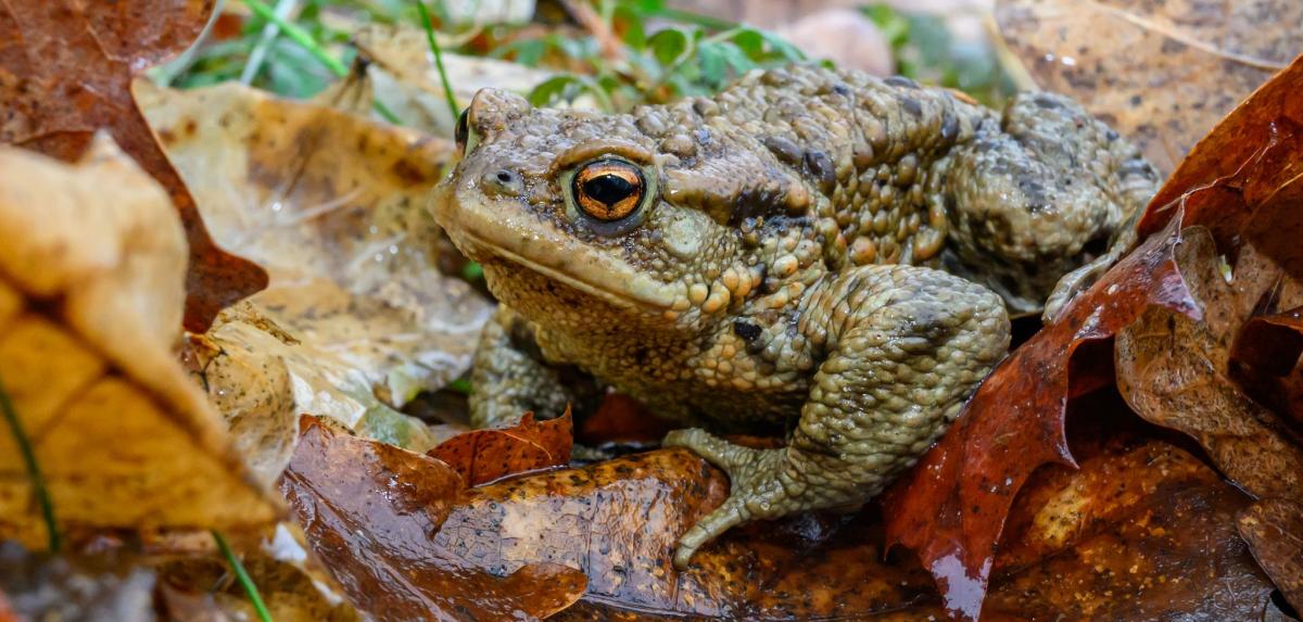 Thüringens Reptilien Und Amphibien: Der Neue Atlas Ist Da Thüringens Reptilien Und Amphibien: Der Neue Atlas Ist Da